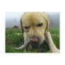 Labrador eating fish - goofy Postcard