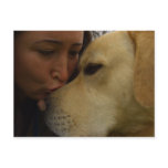 Labrador Love