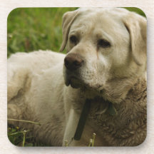 Labrador Photo Beverage Coaster