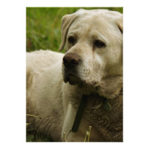 Labrador Photo Invitations