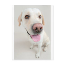 labrador postcard