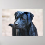 Labrador posters