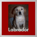 , Labrador Poster posters