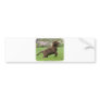 Labrador Puppy 9Y220D-029 Bumper Stickers