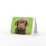 Labrador puppy 9Y267D-063 cards