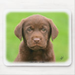 Labrador puppy 9Y267D-063 Mouse Mats