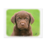 Labrador puppy 9Y267D-063 postcards
