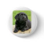 Labrador puppy 9Y267D-109 buttons