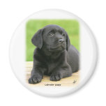 Labrador puppy 9Y267D-109 magnets