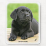 Labrador puppy 9Y267D-109 mousepads