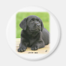 Labrador puppy 9Y267D-109 Refrigerator Magnet