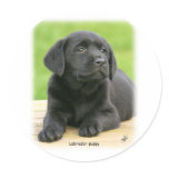 Labrador puppy 9Y267D-109 stickers