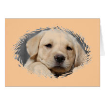 labrador puppy card