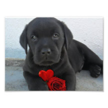 Labrador puppy dog photo art