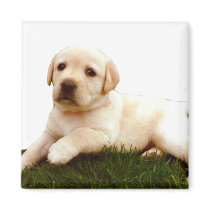 Labrador puppy magnet