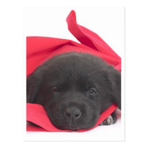 Labrador Puppy Post Cards