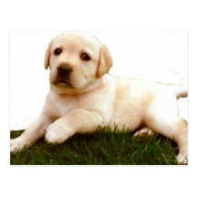 Labrador puppy postcard