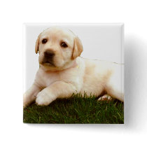Labrador puppy square button