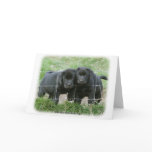 Labrador pups 9Y249D-159 cards