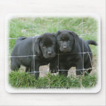 Labrador pups 9Y249D-159 Mouse Mats