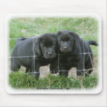 Labrador pups 9Y249D-159 mousepads