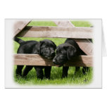 Labrador Pups 9Y415D-168 Greeting Cards
