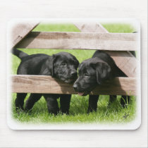 Labrador Pups 9Y415D-168 Mouse Pads
