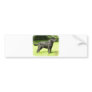 Labrador Retriever 9A054D-09 Bumper Sticker