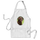Labrador Retriever 9Y243D-004 aprons