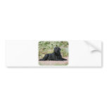 Labrador Retriever 9Y262D-047 Bumper Stickers