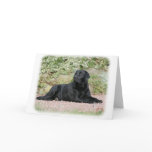 Labrador Retriever 9Y262D-047 cards