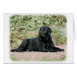 Labrador Retriever 9Y262D-047 Cards