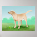 Labrador Retriever and his Tennis Ball posters