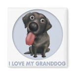 Labrador Retriever (Black) Granddog