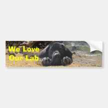 Labrador Retriever Bumper Sticker Beach