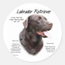 Labrador Retriever (chocolate) History Design Stickers