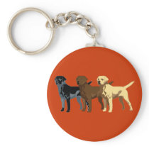 Labrador Retriever colours