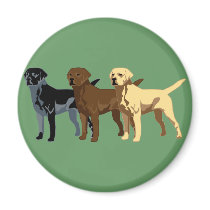 Labrador Retriever colours