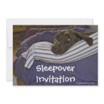 Labrador Retriever In Bed invitations