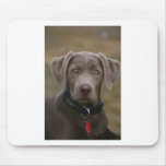 Labrador Retriever In Rare Light Silver mousepads