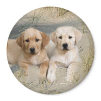 Labrador Retriever Magnet Pups On Beach