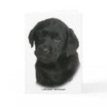 Labrador Retriever Puppy 9Y270D-041 cards
