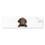 Labrador Retriever puppy 9Y270D-050 Bumper Sticker