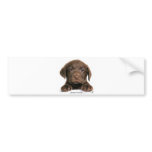 Labrador Retriever puppy 9Y270D-050 bumper stickers