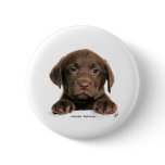 Labrador Retriever puppy 9Y270D-050 buttons
