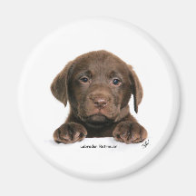 Labrador Retriever puppy 9Y270D-050 Magnets