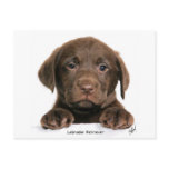 Labrador Retriever puppy 9Y270D-050 postcards