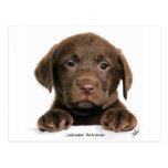 Labrador Retriever puppy 9Y270D-050 Postcard
