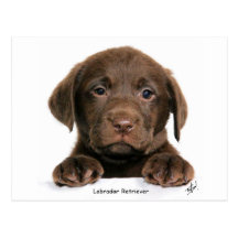 Labrador Retriever puppy 9Y270D-050 Postcard