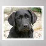 Labrador Retriever Puppy 9Y415D-042 posters